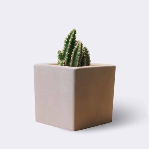 Store Mini Astrophytum