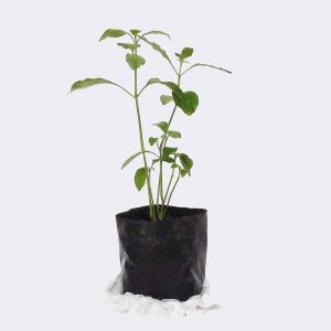 Store Aluminum Plant